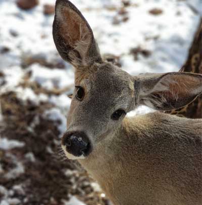 Grand Canyon Deer Farm